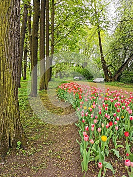 A large flowerbed with colorful tulips next to a park path with benches on a spring day against the background of trees. The