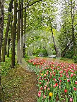 A large flowerbed with colorful tulips next to a park path with benches on a spring day against the background of trees. The