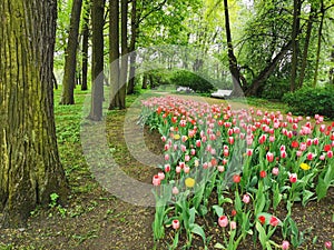 A large flowerbed with colorful tulips next to a park path with benches on a spring day against the background of trees. The