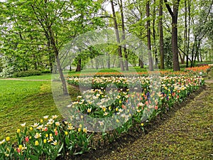 A large flowerbed with colorful tulips next to a park path with benches on a spring day against the background of trees. The