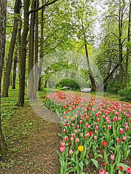 .A large flowerbed with colorful tulips next to a park path with benches on a spring day against the background of trees. The