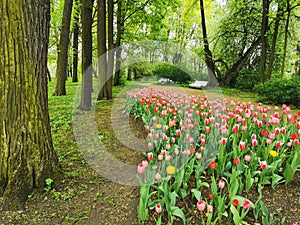 A large flowerbed with colorful tulips next to a park path with benches on a spring day against the background of trees. The