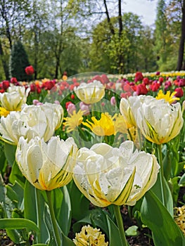 A large flowerbed with colorful tulips in raindrops against the background of trees and blue sky. The festival of tulips on Elagin
