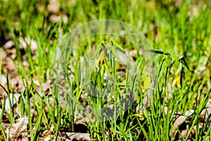 The large-flowered bellwort or merrybells