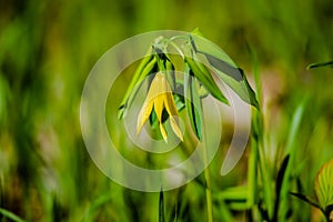 The large-flowered bellwort or merrybells