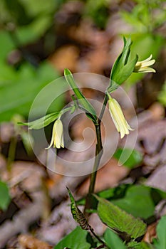 Large Flowered Bellwort, Uvularia grandflora