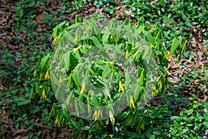 Large-Flowered Bellwort, Uvularia grandflora