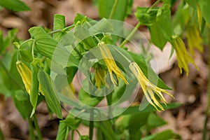 Large Flowered Bellwort â€“ Uvularia grandflora