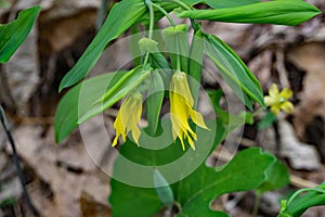 Large-Flowered Bellwort â€“ Uvularia grandflora