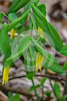 Large-Flowered Bellwort â€“ Uvularia grandflora