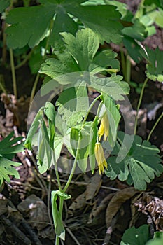 Large-Flowered Bellworts â€“ Uvularia grandflora