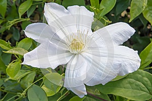 Large-flowered Clematis patens Madame le Coultre white flower