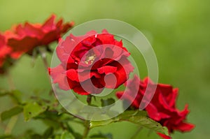 Large Flowered dark red Climbing Rose Fugue closeup