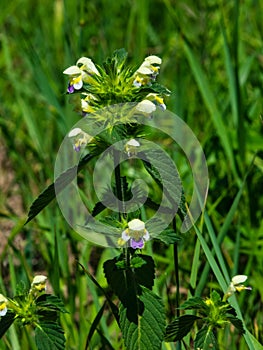 Large-flowered Hemp-nettle or Edmonton hempnettle, Galeopsis Speciosa, plant with flowers on bokeh background