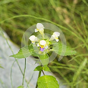 Large-flowered Hemp-nettle or Edmonton hempnettle, Galeopsis Speciosa, plant with flowers on bokeh background