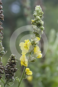 Large-flowered mullein (Verbascum densiflorum)