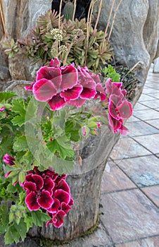 Large flowered pelargonium or pelargonium grandiflorum flowers in shades of pink