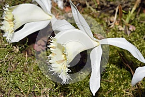 Large Flowered Pleione Orchid