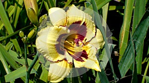 Large-flowered sort of day-lily El Desperado of yellow in a garden.  Yellow hemerocallis blooming closeup