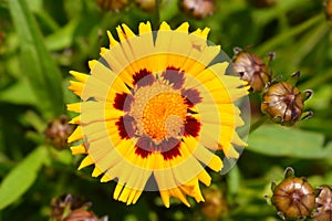 Large-flowered Tickseed