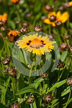 Large-flowered Tickseed