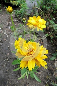 Large-flowered tickseed (Coreopsis grandiflora)