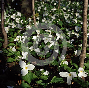 Large flowered Trillium grandiflorum photo