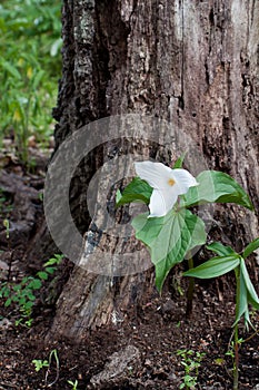 Large-flowered trillium guarded by a tree