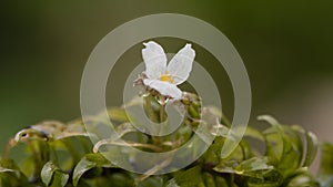 Large-flowered waterweed & x28;Egeria densa& x29; in flower photo