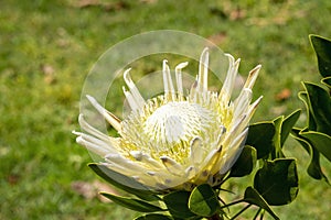 Large flowerhead of a \'king white\' Protea (p. cynaroides) in garden