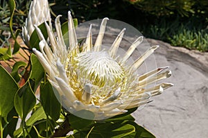 Large flowerhead of a Protea cynaroides `king white` in garden