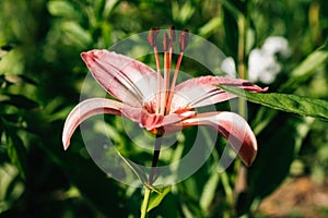 Large flowering Amarillis or Hippeastrum in garden