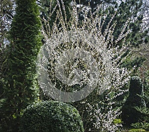 A large flowering bush of Nanking cherry or Prunus Tomentosa on the background of an evergreen garden. photo