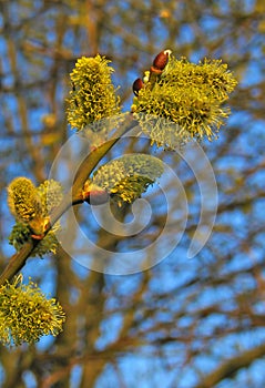 Large flowering catkins with pollen pistils.