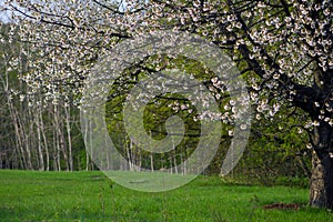 A large flowering cherry tree on a background of green grass and spring forest.