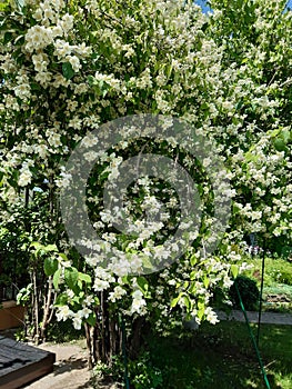 large flowering jasmine bush