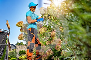 Large Flowering Pink Hortencia and the Garden Keeper