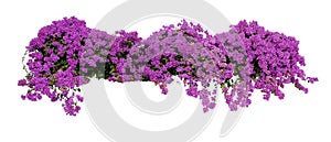 Large flowering spreading shrub of purple Bougainvillea tropical