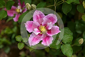 Large flowers of Clematis Piilu in summer garden photo