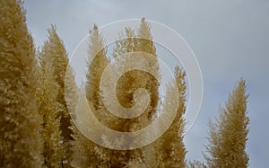 Large flowers, Cortaderia selloana