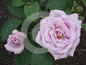 Large flowers of light pink tea rose in the garden in summer.