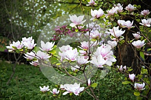 The large flowers of Magnolia pale pink color