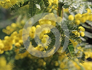 Il grande fiori da primavera 