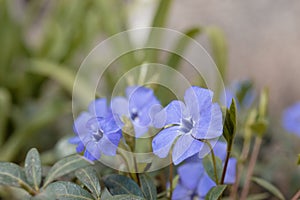 Large flowers of Periwinkle - Vinca minor L. It seems that the periwinkle has the ability to drive away evil spirits, planted in