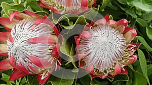 Large flowers of royal protea close-up