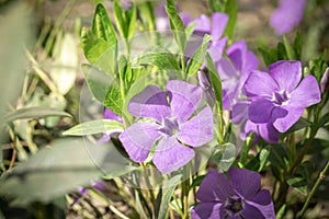 Large flowers of Vinca. Vinca minor L. evergreen perennial herb used in pharmacology, folk medicine, bred as an ornamental plant.