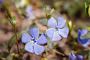 Large flowers of Vinca. Vinca minor L. evergreen perennial herb used in pharmacology, folk medicine, bred as an ornamental plant.