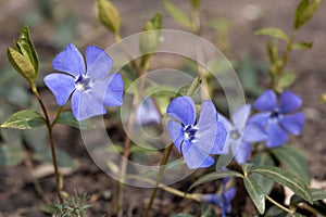 Large flowers of Vinca. Vinca minor L. evergreen perennial herb used in pharmacology, folk medicine, bred as an ornamental plant.