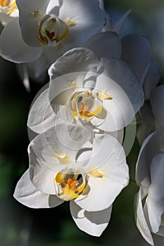 Large flowers white orchid of the genus phalaenopsis