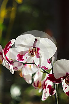 Large flowers of white-red Orchid